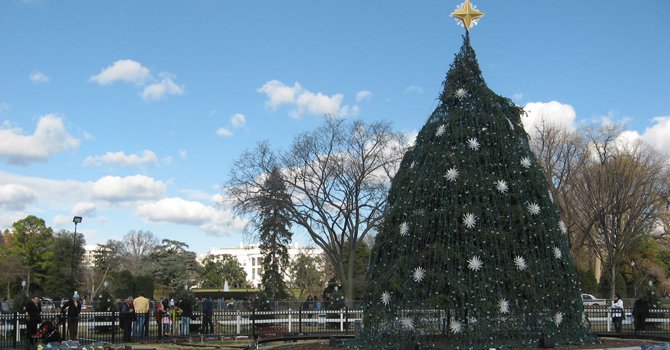 Arbolitos anuncian la Navidad en DC