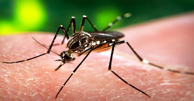 Detectan casos relacionados con el 'Zika' en la region San Diego; poco más del 40% de los casos, provendrían de México: HHAS