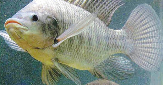Pescados malignos, existen 9 tipos cuyo consumo debe evitarse