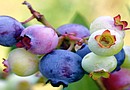 Los arándanos son considerados una súper fruta por los nutricionistas y médicos especialistas y es una fruta recomendada de la dieta para la salud, cuidado de piel y longevidad
