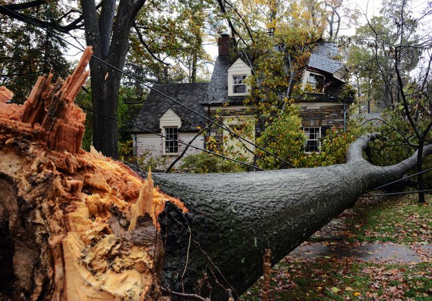 En Washington DC, un árbol cayó en una avenida principal. TWP