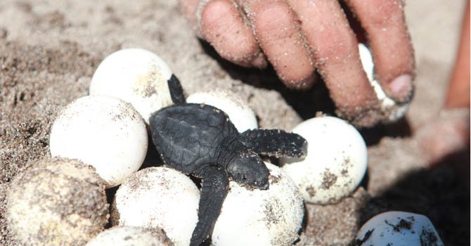 Tortuga Golfina sobrevive por voluntariado de jóvenes