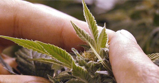 Uruguay: Votan legalización de marihuana