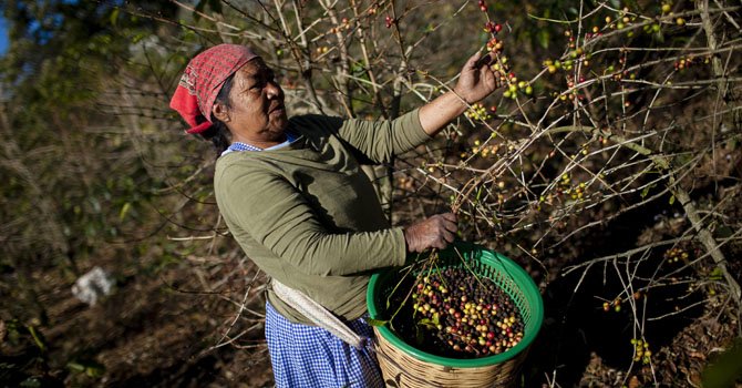 Guatemala: emergencia en plantaciones de café