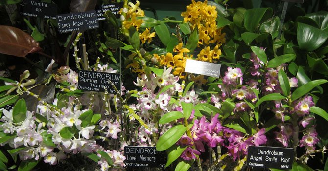 Las orquídeas de Latinoamérica en DC