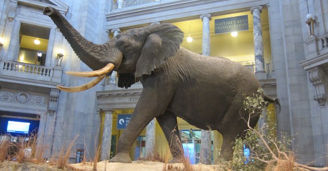 Especies en extinción en museo naturalista de DC