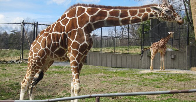 Animales que maravillan en el Maryland Zoo