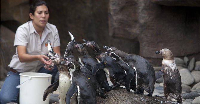 Guatemala: 12 pingüinos llegan desde Francia
