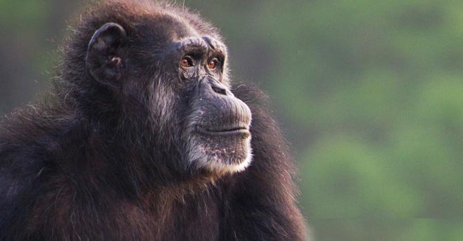 Chimpancés ya no tendrán que vivir en laboratorios