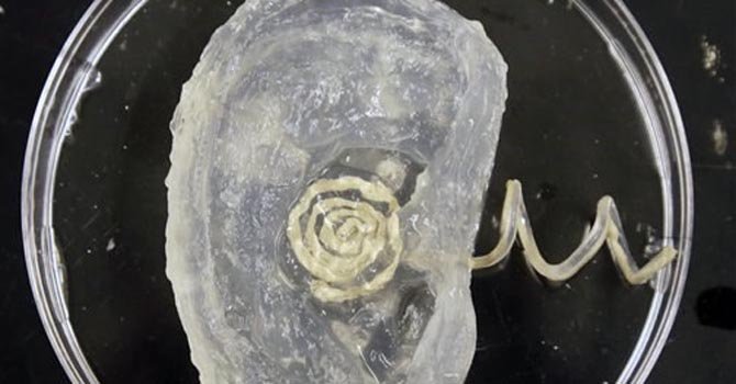 Crean oídos biónicos en laboratorio
