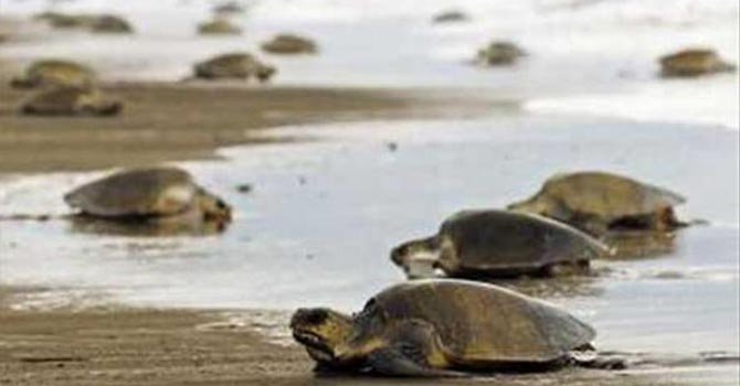 El Salvador muerte de tortugas marinas