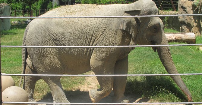 DC: el National Zoo es un paseo fantástico