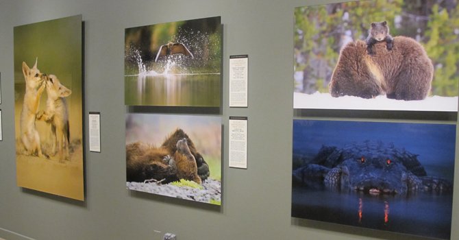 Fotos de la naturaleza en el Smithsonian