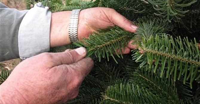Abetos de Navidad amenazados por hongos