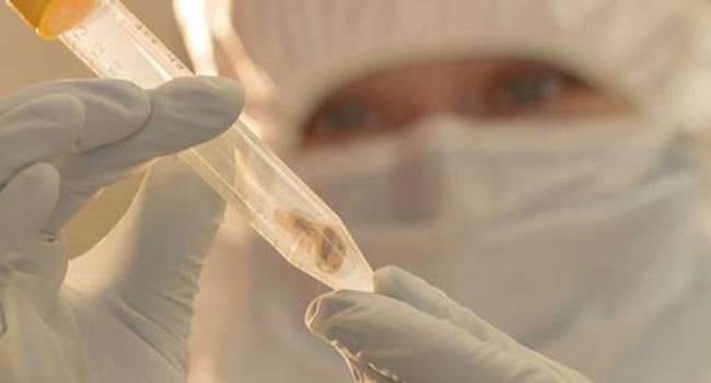 Dos pandemias surgieron de una misma bacteria
