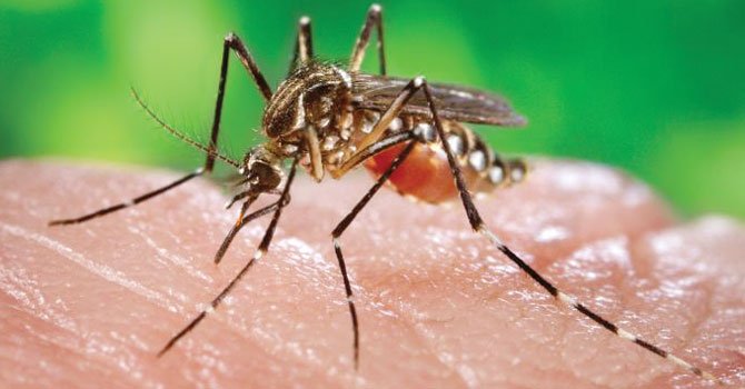 Venezuela ya presenta casos de chikungunya
