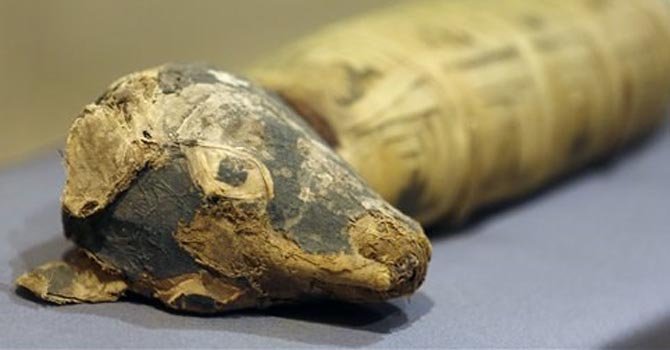 Museo exhibe momias de animales