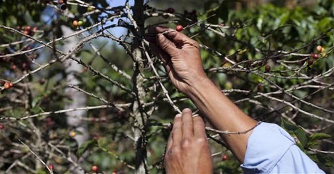 Centroamérica afectada por enfermedad del café