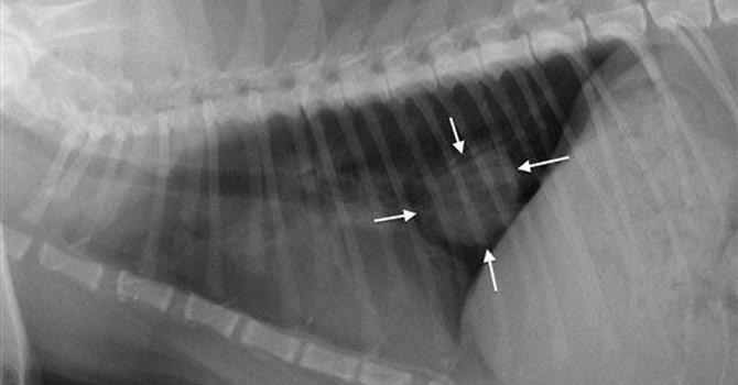 Humo de segunda mano perjudica a las mascotas