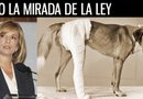 Devon Anderson, fiscal de distrito del condado de Harris, advierte que su oficina no tolerará el abuso contra los animales.