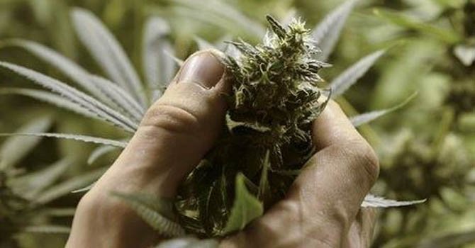 Uruguay abre su primera feria de la marihuana