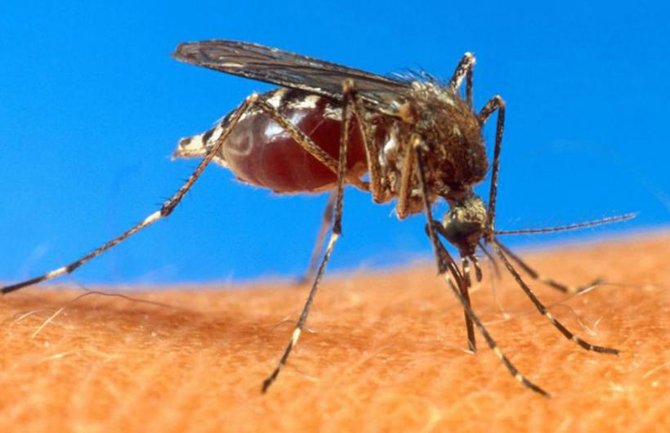 Paraguay registra 271 casos de chikunguña y declara alerta epidemiológica