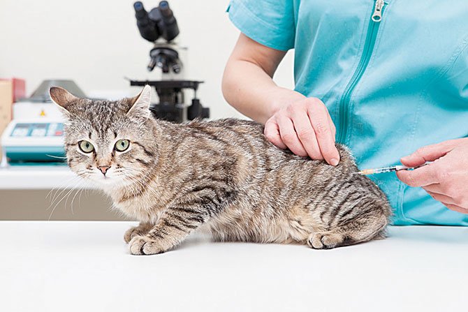 Vacunas gratis contra la rabia para gatos y perros