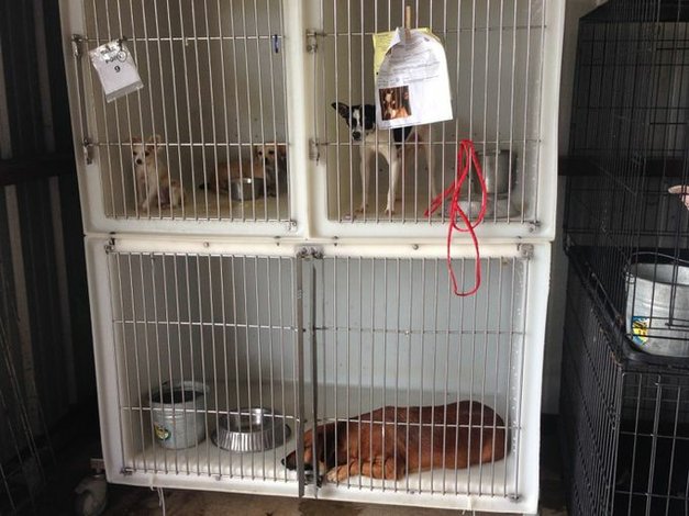 El Refugio de Animales en Bastrop está ofreciendo adopciones gratis
