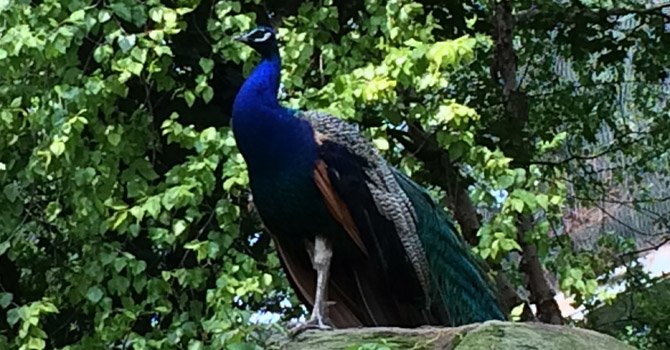 El secreto mejor guardado del National Zoo: sus aves