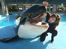 Orca muere en SeaWorld San Antonio