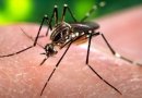 Entre los países donde se ha detectado alta incidencia de Zika se encuentran México y los de centro y Sudamérica, considerándose Brasil como un caso alarmante con más de un millón de infectados.