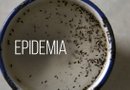 Un grupo de pupas del mosquito de la variedad "Aedes aegytpi", el cual transmite el virus del zika, dengue y chikungunya visto con un lente macro, en el departamento de epidemiología de Ciudad de Guatemala, Guatemala./ Foto: EFE