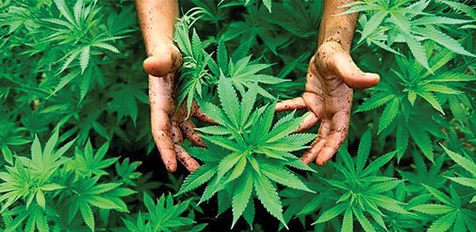 ¿Conviene legalizar la marihuana?