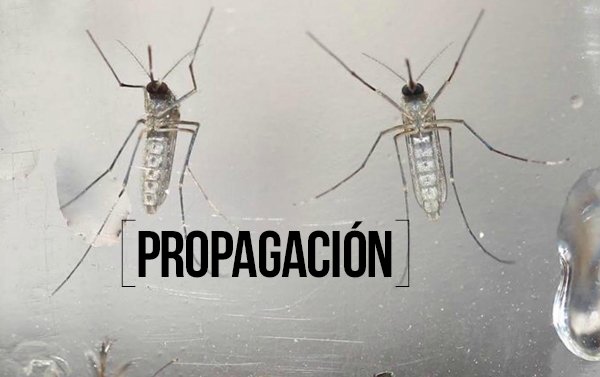 EE.UU. alerta de impacto del zika "más alarmante" de lo estimado inicialmente