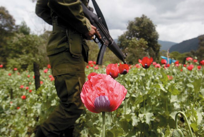 Amapola florece en más de 24,800 hectáreas