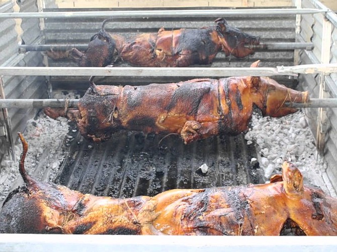 Cochino de Puya