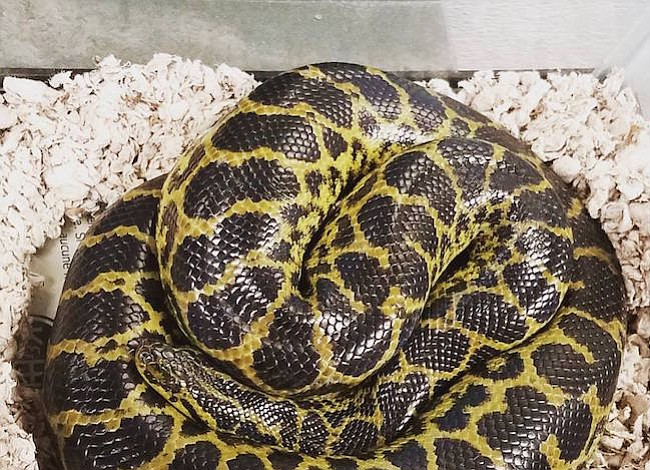 La serpiente qué se encontro en un baño de Virginia no era una herramienta de plomero