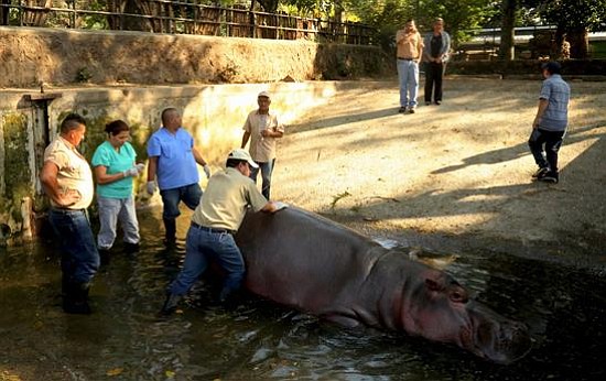 Hipopótamo muere en zoológico de El Salvador luego de una golpiza