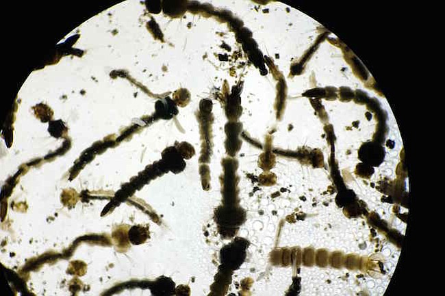 Las vacunas contra el zika