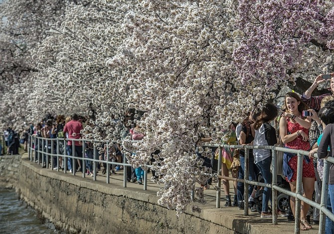 Cherry blossoms podrían ser seriamente dañados por la ola de frío