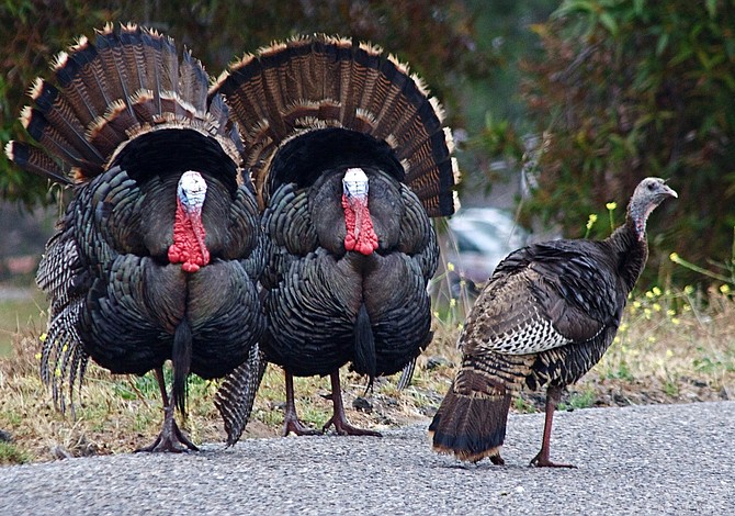 MassWildlife alerta sobre los pavos salvajes
