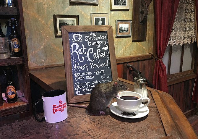 Ya te podrás tomar un café rodeado de ratas