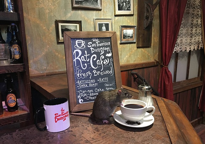 Ya te podrás tomar un café rodeado de ratas