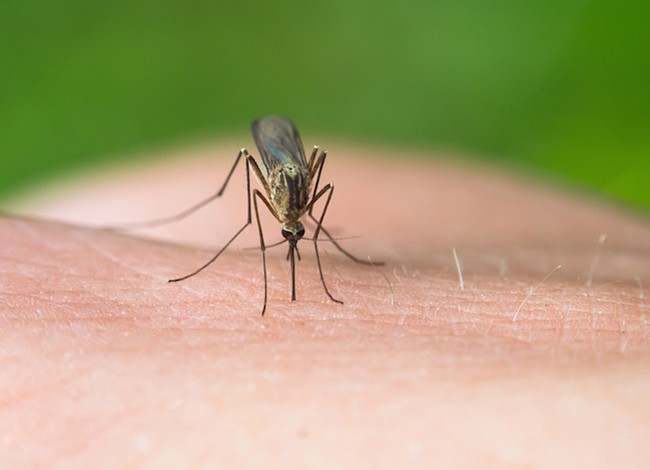 Alérgicos pueden sufrir este verano por falta de un antídoto contra picaduras de insectos