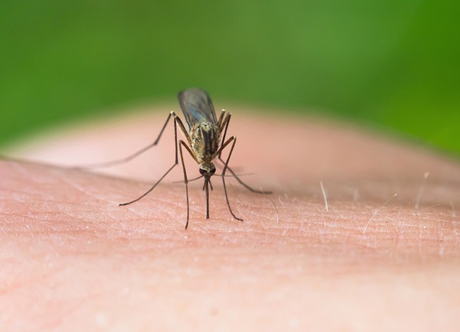 Alérgicos pueden sufrir este verano por falta de un antídoto contra picaduras de insectos