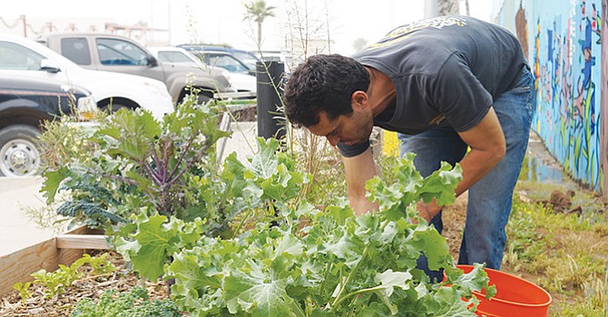 Daniel Wartman muestra una jícama recién cosechada en la hortaliza del jardín binacional. Foto de Manuel Ocaño.