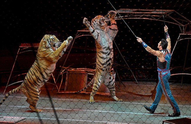 Los tigres del Circo Ringling finalmente tienen una casa de retiro