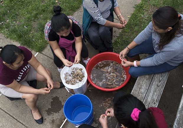 CHUÑO. Un grupo de mujeres preparan chuño, el cual es el resultado de la congelación y deshidratación de la papa importada de Bolivia, para cocinarlo como parte de una kermés con el objetivo de recaudar dinero para una familia de Bolivia que sufrió una explosión producto del tanque de gas en su cocina.