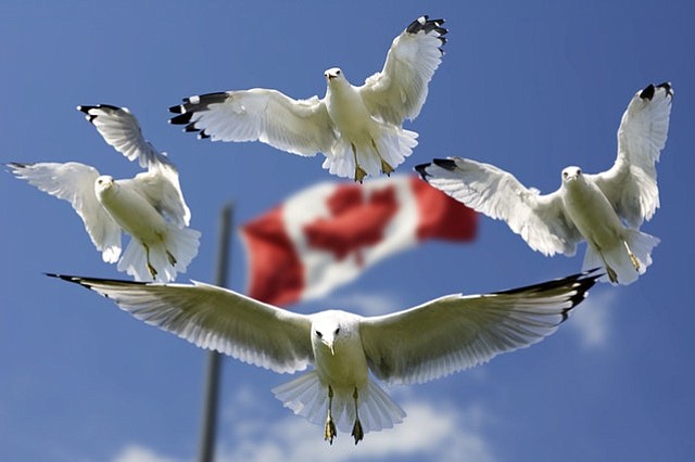 Quienes buscan asilo viajan de Estados Unidos a Quebec por miedo a que sus permisos temporales expiren