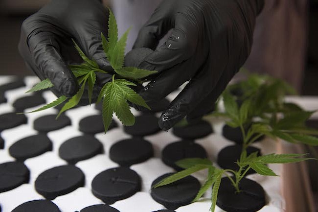 La administración Trump busca frenar el creciente negocio de la marihuana